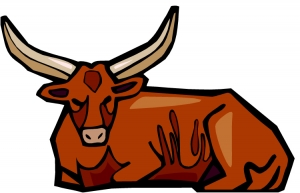 ankole bull.jpg